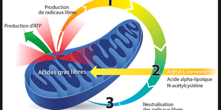AUGMENTER L’ENERGIE AU NIVEAU CELLULAIRE