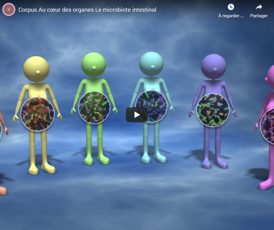 Excellent vidéo sur le microbiote