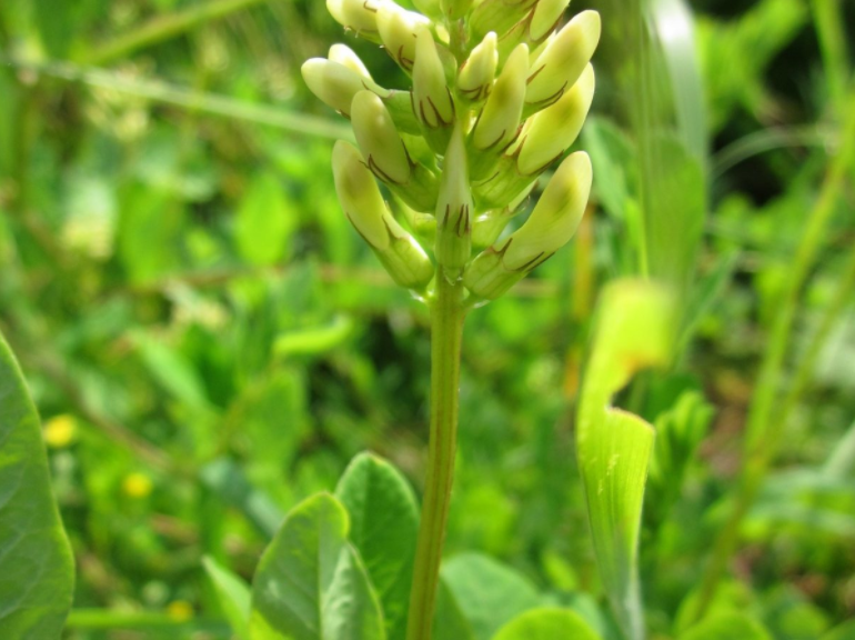UN SUPER TONIQUE IMMUNITAIRE POUR LE TEMPS DES FÊTES !